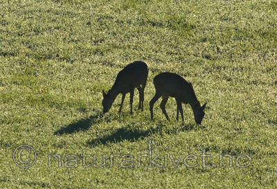 BB 06 0117 / Capreolus capreolus / Rådyr